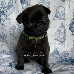Pickles - Black male Pug puppy in Coram, New York from Willow Dove Pugs