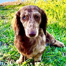 Adeline - Dachshund