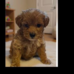 Velma - Red  female Goldendoodle puppy in Cumberland, Rhode Island from minigoldendoodlesofRI