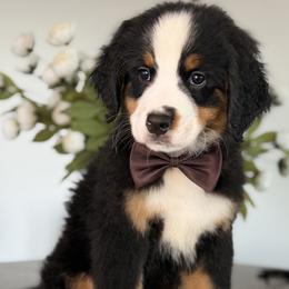 Summit - Brown Boy - male Bernese Mountain Dog puppy in Redlands, California from Kiss The Doodlez