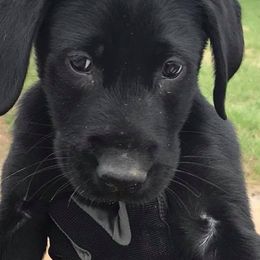 Labrador Retrievers from Patricia Jordan's Labrador Retrievers