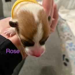 Rose - Red female Pembroke Welsh Corgi puppy in Grenada, California from California Corgi Butts