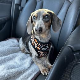 Cosmo - Dachshund