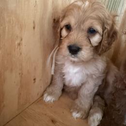 Beige collar - Buff and white female Cockapoo puppy in Wesson, Mississippi from Southern Country Doodles