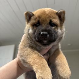 Shiba Inu Puppies from Shiba Co.