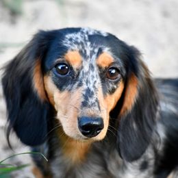 Athena - Dachshund