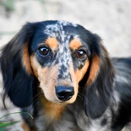 Athena - Dachshund