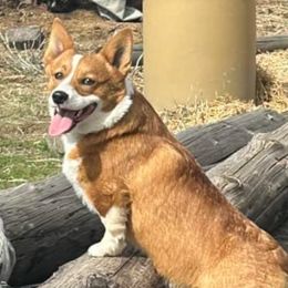 Pembroke Welsh Corgis from Bailey Nannini