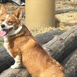 Pembroke Welsh Corgis from Bailey Nannini