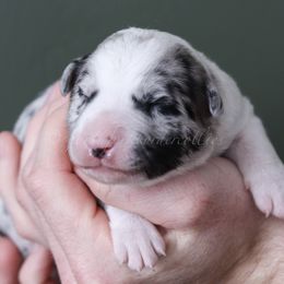 Ryze - Blue merle male Border Collie puppy in Kalispell, Montana from North Fork Border Collies