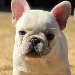French Bulldog Puppies from Knockout Frenchies