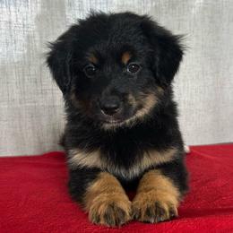 Amy - Black tri female Miniature Australian Shepherd puppy in Sulphur, Louisiana from Triple J Aussies and Corgis