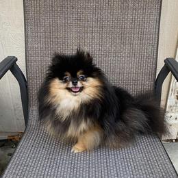 Ruby (toy size) - Black and tan female Pomeranian puppy in Citrus Heights, California from Yev and Marina's Pomeranians (AKC)