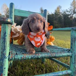 Riggs - Fawn (Isabella) male Dachshund puppy in New Albany, Mississippi from Double A. Doxies