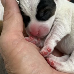 Brown Eyed Girl - Tri-color female Jack Russell Terrier puppy in Englewood, Florida from Manasota Key Jack Russells