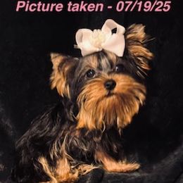 Yorkshire Terrier puppies from Lydia's Maltese and Yorkshire Terriers
