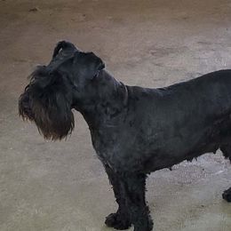 Rosie - Miniature Schnauzer