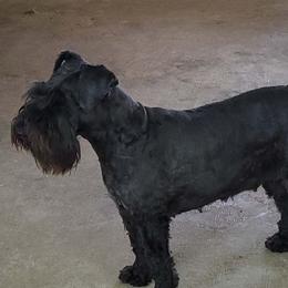 Rosie - Miniature Schnauzer