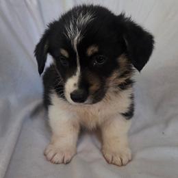 Brody - Black and tan male Pembroke Welsh Corgi puppy in Madera, California from RRR Corgis