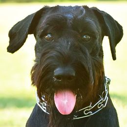 Giant Schnauzers from Mississippi Giants