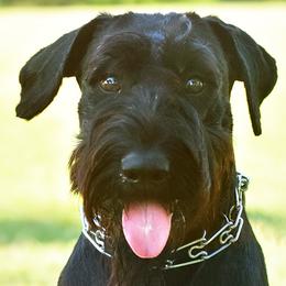 Giant Schnauzers from Mississippi Giants