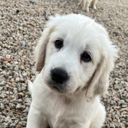 Golden Retrievers from Barking Buckeyes