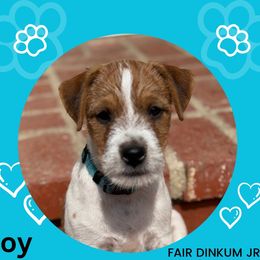Blue collar - Tan and white Jack Russell Terrier puppy in Santa Clarita, California from Fair Dinkum Jack Russell Terriers