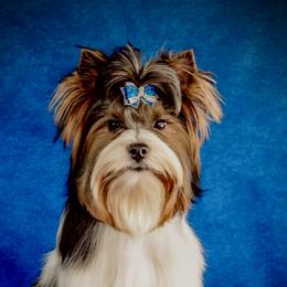 Nika - Biewer Terrier