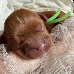 Axel - Ruby male Cavalier King Charles Spaniel puppy in Tucson, Arizona from Cavapoo Puppy Parade