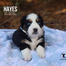Hayes- Black Tri Female - Black tri female Miniature Australian Shepherd puppy in Nacogdoches, Texas from TK Standard, Mini, & Toy Aussies