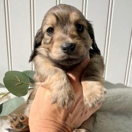 Shaded English Cream - Cream female Dachshund puppy in Nampa, Idaho from Long_and_Low_Dachshunds