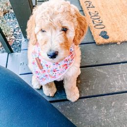 Goldendoodle Puppies from Smiths Doodles