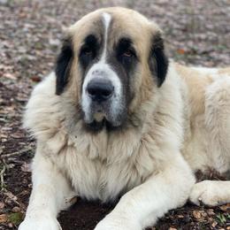 Henry - Pyrenean Mastiff