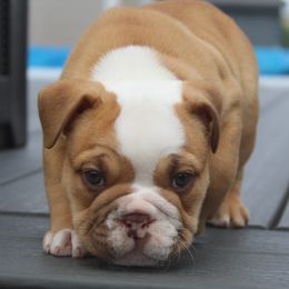 Boxer, Bulldog, and French Bulldog Puppies from Hillview Kennels