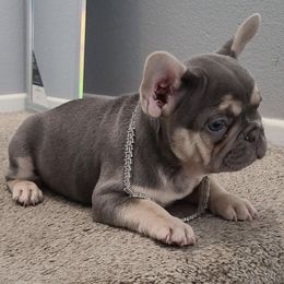 French Bulldogs from Luis Aguado's French Bulldogs