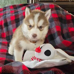 Frost - Red and white male Siberian Husky puppy in Kansas City, Missouri from Anuun's Huskies