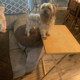 Rose Marie - Blue and gold female Yorkshire Terrier puppy in Paris, Tennessee from Nolan’s Yorkie Farm