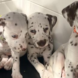 Girl 2 Red - White and liver brown female Dalmatian puppy in Miami, Florida from Soflo Dalmatians