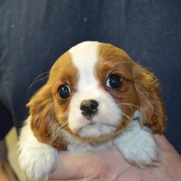 Rosa - Blenheim female Cavalier King Charles Spaniel puppy in Townville, South Carolina from Mid Lake Cavaliers