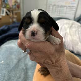 Apollo - Tri-color male Cavalier King Charles Spaniel puppy in Oroville, California from Happy Tails Kennel
