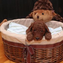 Poodle Puppies from Noblelee Kennel