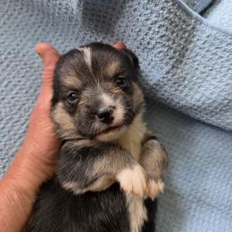 Tri Color - Black and tan male Pembroke Welsh Corgi puppy in Collinsville, Mississippi from Lindsey's Lovely Little Corgis
