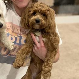 Rogue - Maltipoo