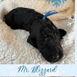 Blizzard - Black male Poodle puppy in Dayton, Texas from Wolfe Island Poodles