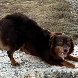 Jo - Miniature Australian Shepherd