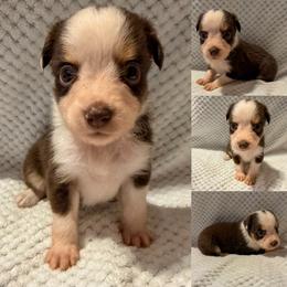 Red tri female - Red tri female Toy Australian Shepherd puppy in Brooker, Florida from Honey, I Shrunk the Aussies