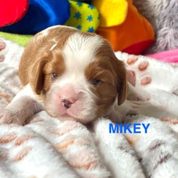Mikey - Blenheim male Cavalier King Charles Spaniel puppy in Bluffton, South Carolina from Fiddlers Green Cavaliers