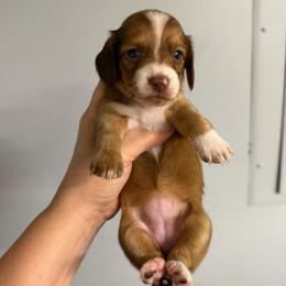 Annie - Piebald female Dachshund puppy in Fredericksburg, Indiana from Blue River Mini Dachshunds