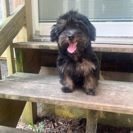 Brooklyn - Black and tan female Yorkipoo puppy in Gastonia, North Carolina from Dynasty Kennel