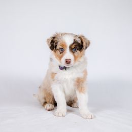Border Collie Puppies from Snow Pine Ranch